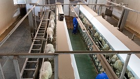 Foto de Explosión de precios de la leche de oveja en Castilla-La Mancha durante el pasado año