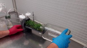 Foto de El IRTA logra reducir un 80% el tiempo de manipulación de los cultivos vegetales in vitro