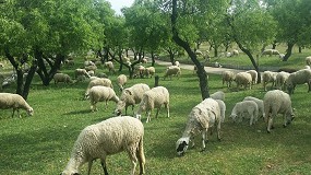 Foto de Aumenta en un 23,1% la cotización de las ovejas de desvieje en el último mes