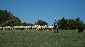 Foto de El Parlamento de Navarra insta a promover y proteger la ganadería extensiva