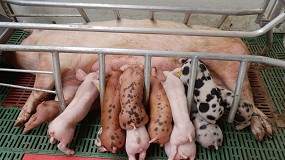 Foto de Bruselas no dar ayudas al sector porcino y pide que los ganaderos ajusten su produccin