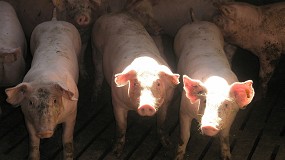 Foto de Nuevas zonas restringidas por la peste porcina africana en Alemania, Bulgaria y Eslovaquia
