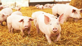 Foto de El Parlamento Europeo pide a la comisin que s intervenga con ayudas en el sector porcino