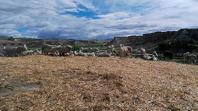 Foto de La ganadería extensiva del sur de España sufre los duros efectos de la sequía