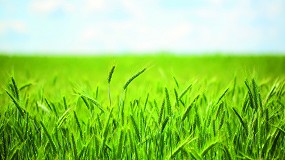 Foto de Bioestimulantes en cereal: más producción con menos fertilizantes