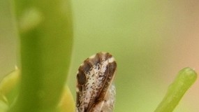 Foto de La psila asiática de los cítricos ya se encuentra en el Mediterráneo: amenazas para la citricultura española