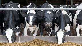 Foto de COAG propone un máximo de 180 UGM en el futuro decreto de ordenación del sector bovino