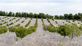Foto de Bosque Scania, un proyecto sostenible que no deja de crecer