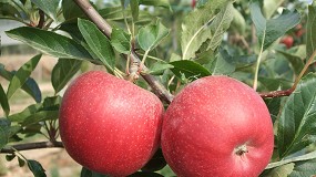 Foto de Los productores de manzana hacen frente al incremento de costes con los precios a la baja