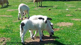 Foto de Anafric-Ovicebo denuncia una situacin dramtica en el sector crnico de ovino y caprino