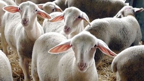 Foto de Herramientas de gestión para reducir las emisiones de GEI en ovino y caprino de leche