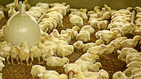 Foto de COAG denuncia que las integradoras no trasladan al productor la subida del precio del pollo