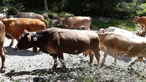 Foto de Tecnología y ganadería se unen para demostrar el beneficio ambiental y la rentabilidad del pastoreo