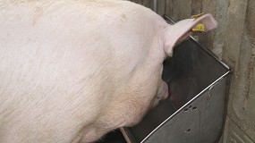 Foto de Catalua pide la territorializacin en el caso de aparicin de la peste porcina africana