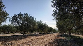 Foto de Investigación sobre los aceites de oliva en Croacia: características sensoriales de las principales variedades