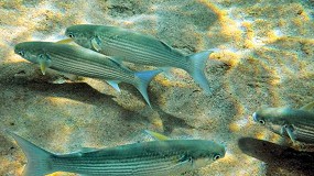 Foto de Una nueva terapia hormonal consigue tratar disfunciones reproductivas en peces de piscifactoría
