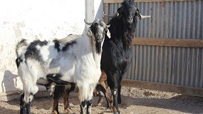 Foto de Valoracin reproductiva de los machos caprinos en las Jornadas Tcnicas de FEAGA