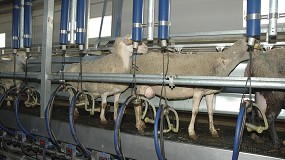 Foto de Caída interanual del 8,1% en el número de ganaderos de ovino lechero en el inicio de la primavera
