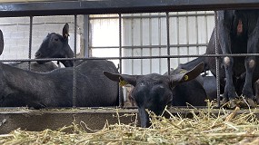 Foto de El concentrado para cabras lecheras se estanca en abril tras las subidas del primer trimestre