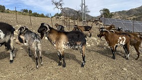 Foto de La cabra Payoya y la oveja Merina de Grazalema participan en el Grupo Operativo RazasCádizCheeses