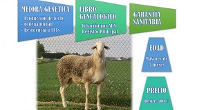 Foto de Unos 170 sementales de raza Manchega se subastarán el 19 de mayo en Albacete