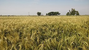 Foto de Las altas temperaturas no hacen temer un descenso en la cosecha de cereales en Castilla-La Mancha