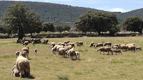Foto de Los productores andaluces no deberán vender el 60% de corderos o cabritos para las ayudas acopladas