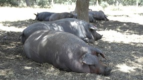 Foto de Las altas temperaturas provocan estrés en los cerdos ibéricos y reducen su crecimiento