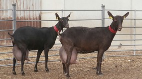 Foto de Parámetros que influyen en la fertilidad tras la inseminación en cabra Murciano-Granadina