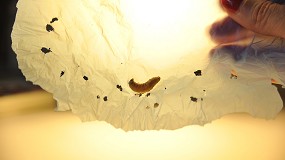 Foto de La saliva del gusano de la cera contiene enzimas capaces de degradar el plstico