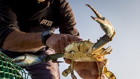 Foto de El pulpo podra ser un buen aliado para controlar la expansin del cangrejo azul en el Delta del Ebro