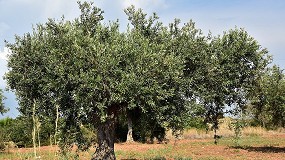 Foto de Unin pide cambiar los criterios de la ayuda acoplada del olivar tradicional en beneficio del agricultor profesional