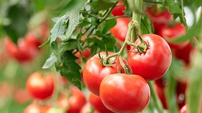 Foto de Projeto H2OptiDemo: rega no tomate de indústria em debate a 22 de junho