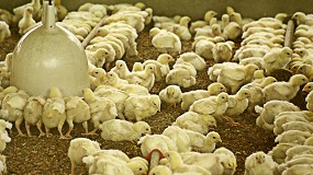 Foto de Europa restringe la entrada de aves de Canad, Estados Unidos y Reino Unido por la gripe aviar