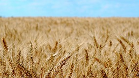 Foto de La primera estimación de Cooperativas sitúa la cosecha de cereal de invierno en 14,1 Mt
