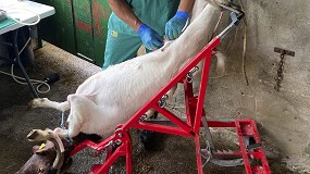Foto de Los técnicos de Ovigén viajan a Asturias para inseminar cabras de raza Boer