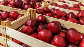 Foto de Las soluciones de Tomra Food permiten superar los retos operativos de las empaquetadoras de manzanas y proteger su imagen de marca