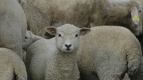 Foto de La producción ovina se recupera en abril con un espectacular aumento del 17,4%