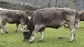 Foto de Un dispositivo electrónico permite monitorizar el bienestar del ganado extensivo de Pirineos