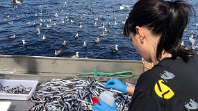Foto de La campaa de la anchoa de 2022 confirma el buen estado de la especie