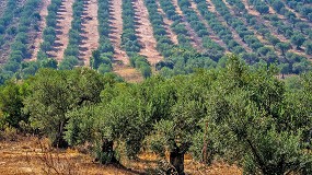 Foto de Obra sobre sustentabilidade dos olivais em Portugal lançada a 14 de julho