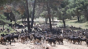 Fotografia de [es] El pastoreo de ovejas y cabras permite limpiar el monte y evitar incendios forestales