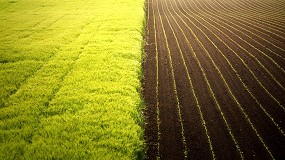 Fotografia de [es] Impacto de la diversificacin de cultivos sobre la calidad de suelo bajo condiciones de secano semirido mediterrneo