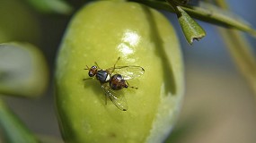 Foto de Comienza la campaña de control de la plaga de la mosca del olivar en Sierra Mágina