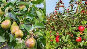 Foto de La producción de manzana y pera caerá más del 20% en Cataluña por las heladas