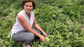 Foto de Sandía al aire libre: una de las mejores cosechas en cuanto a precios se refiere