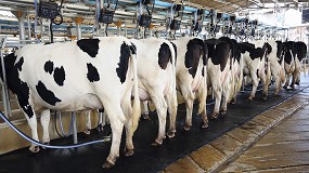 Foto de El aumento de costes de alimentación incrementa el sacrificio de vacas lecheras