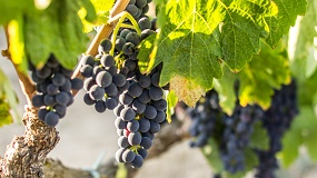 Foto de Espa�a pierde peso en el negocio mundial del vino y prepara un Plan para recuperarlo en 5 a�os