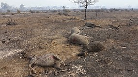 Foto de UPA recuerda las repercusiones directas de los incendios forestales en el ganado