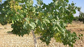 Foto de UPA reclama precios justos para el pistacho en Castilla-La Mancha